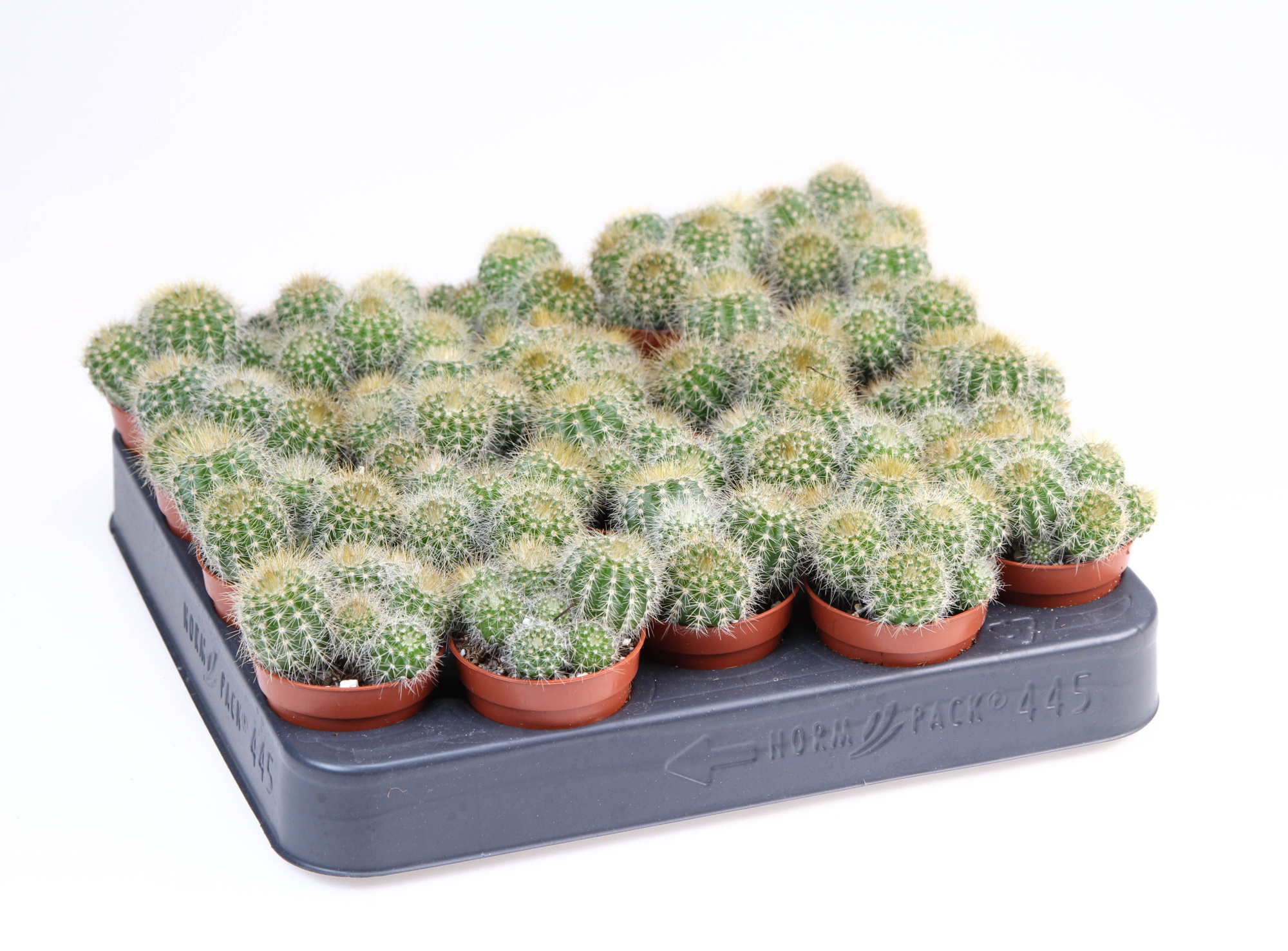 Eriocactus Magnificus, D 5,5