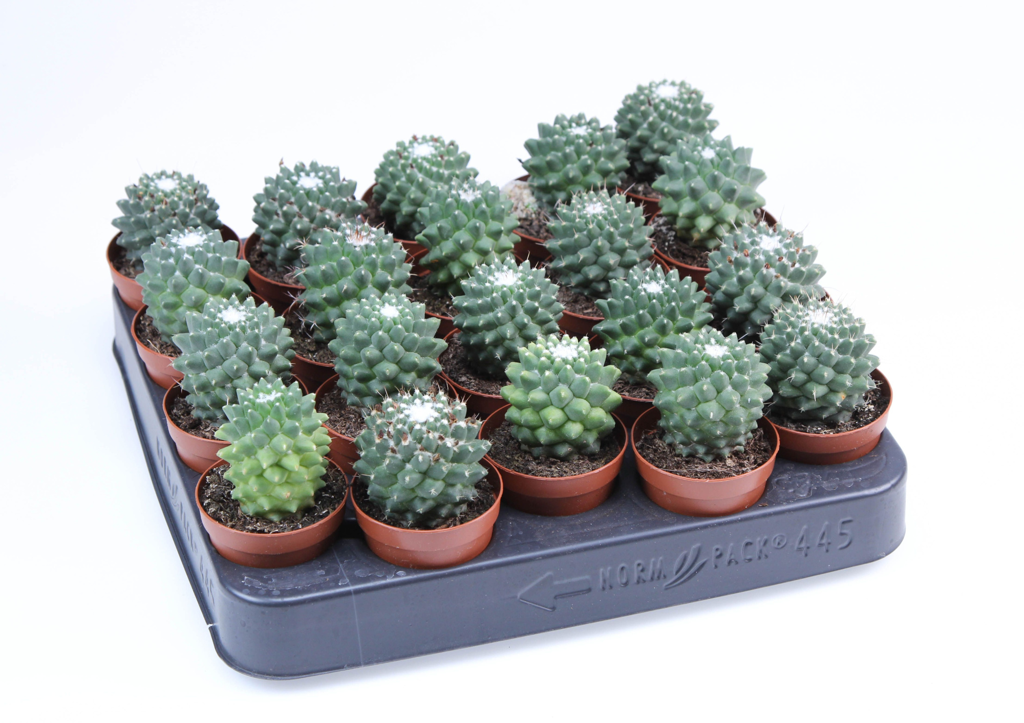 Mammillaria toluca E, D 5,5