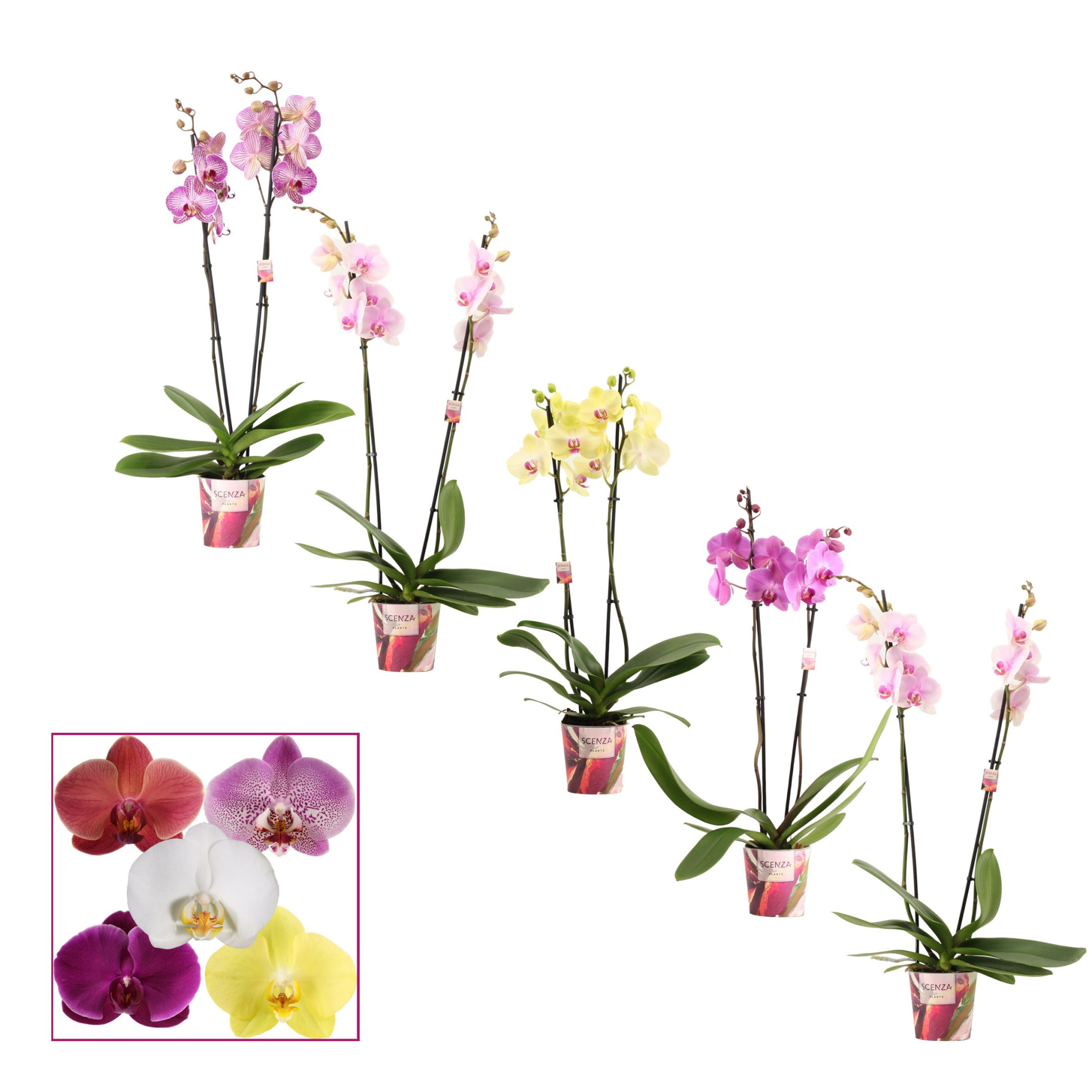 Phalaenopsis 2 tak 14+ mix (Scenza), D 12