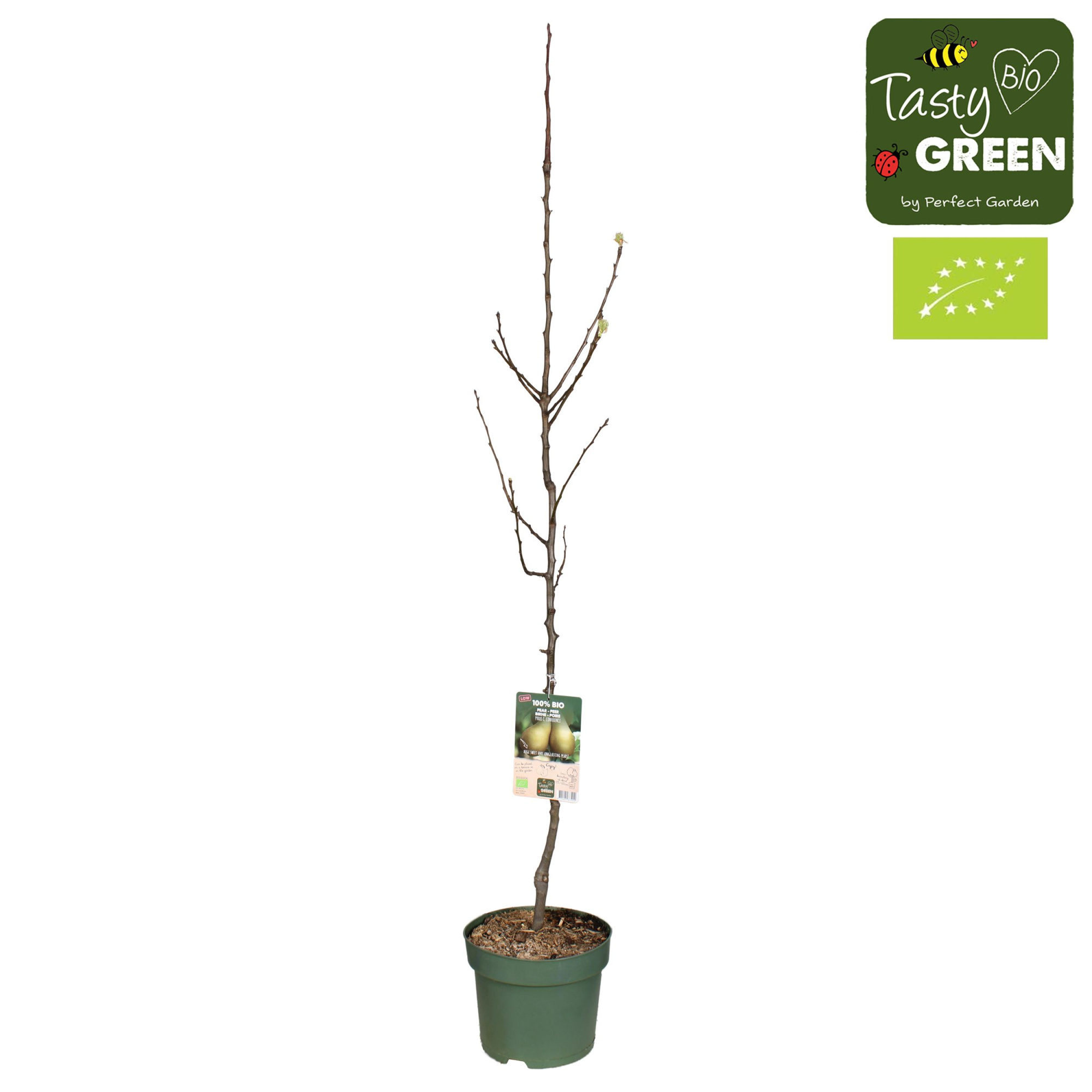 Pyrus communis Conference Bio P27 laagstam, D 27