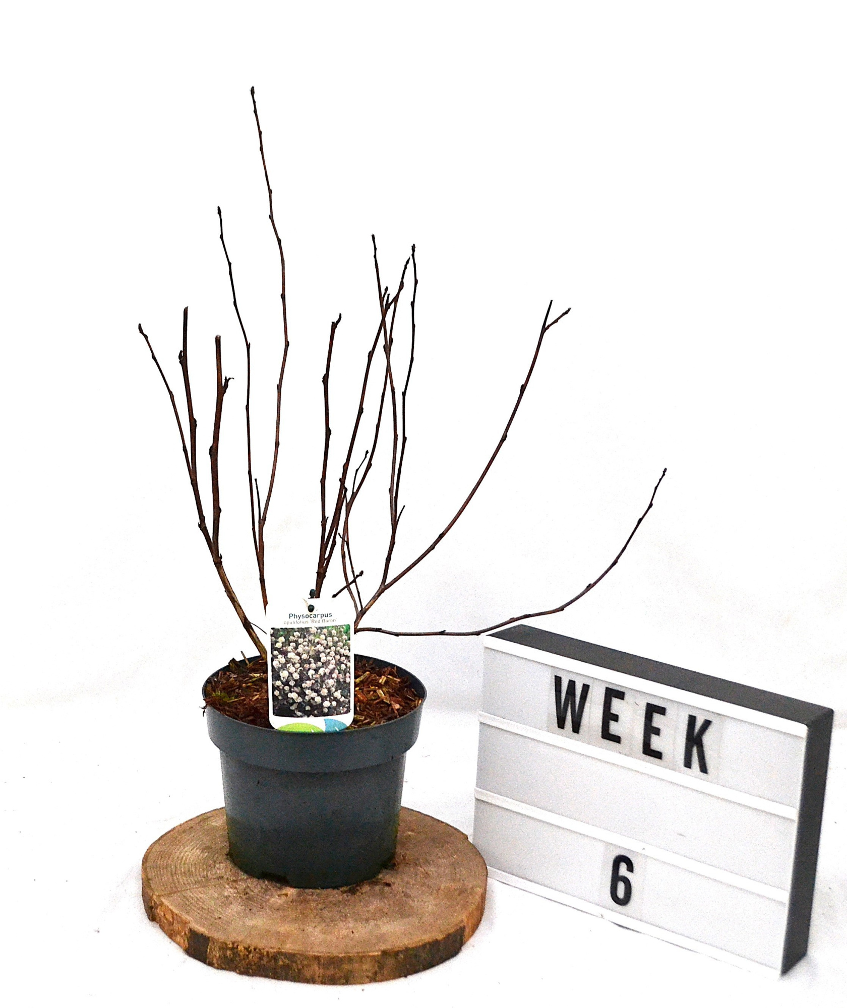 Physocarpus opulifolius Red Baron C3, D 19