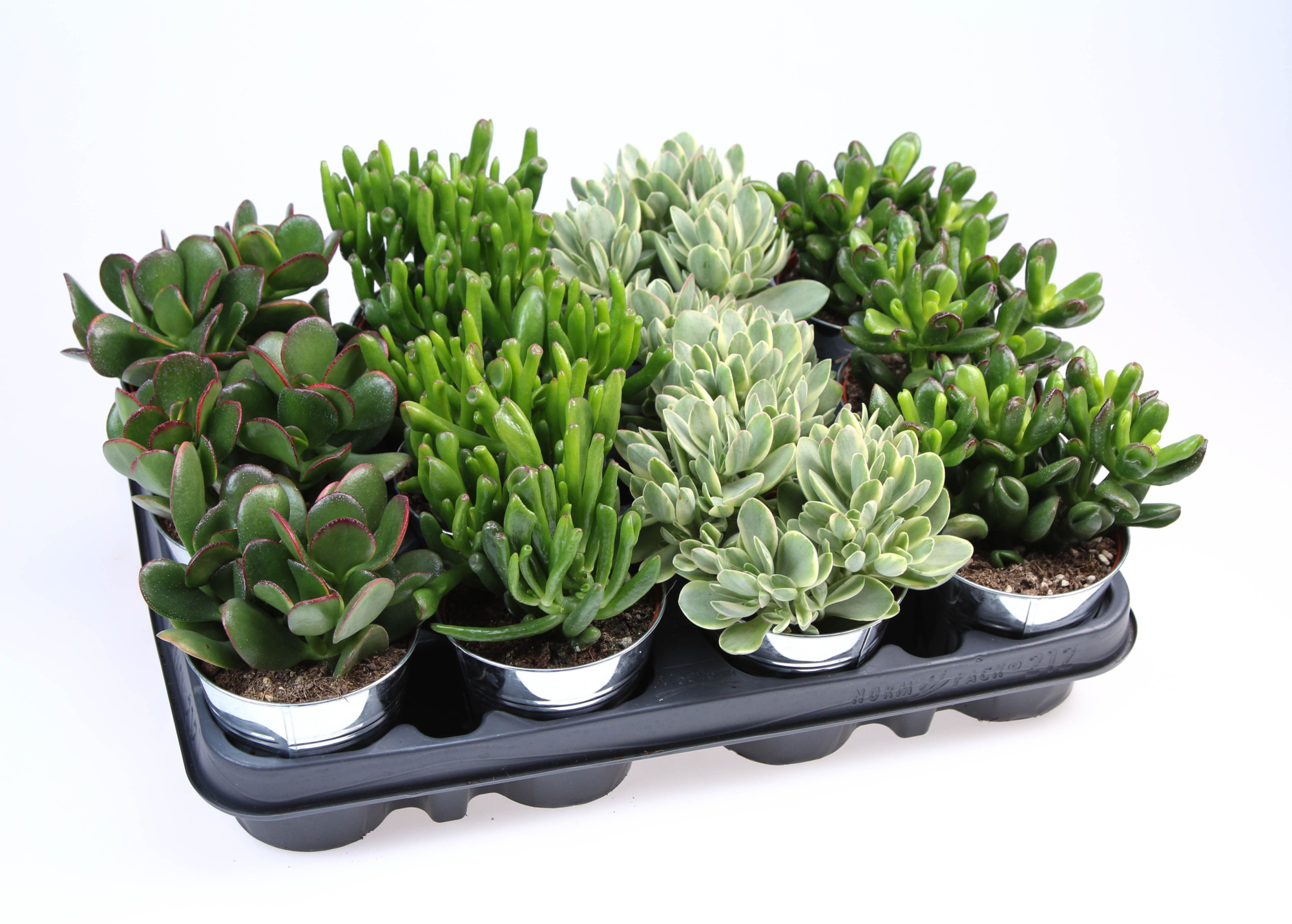 Crassula mix in Zinkpot, D 8,5