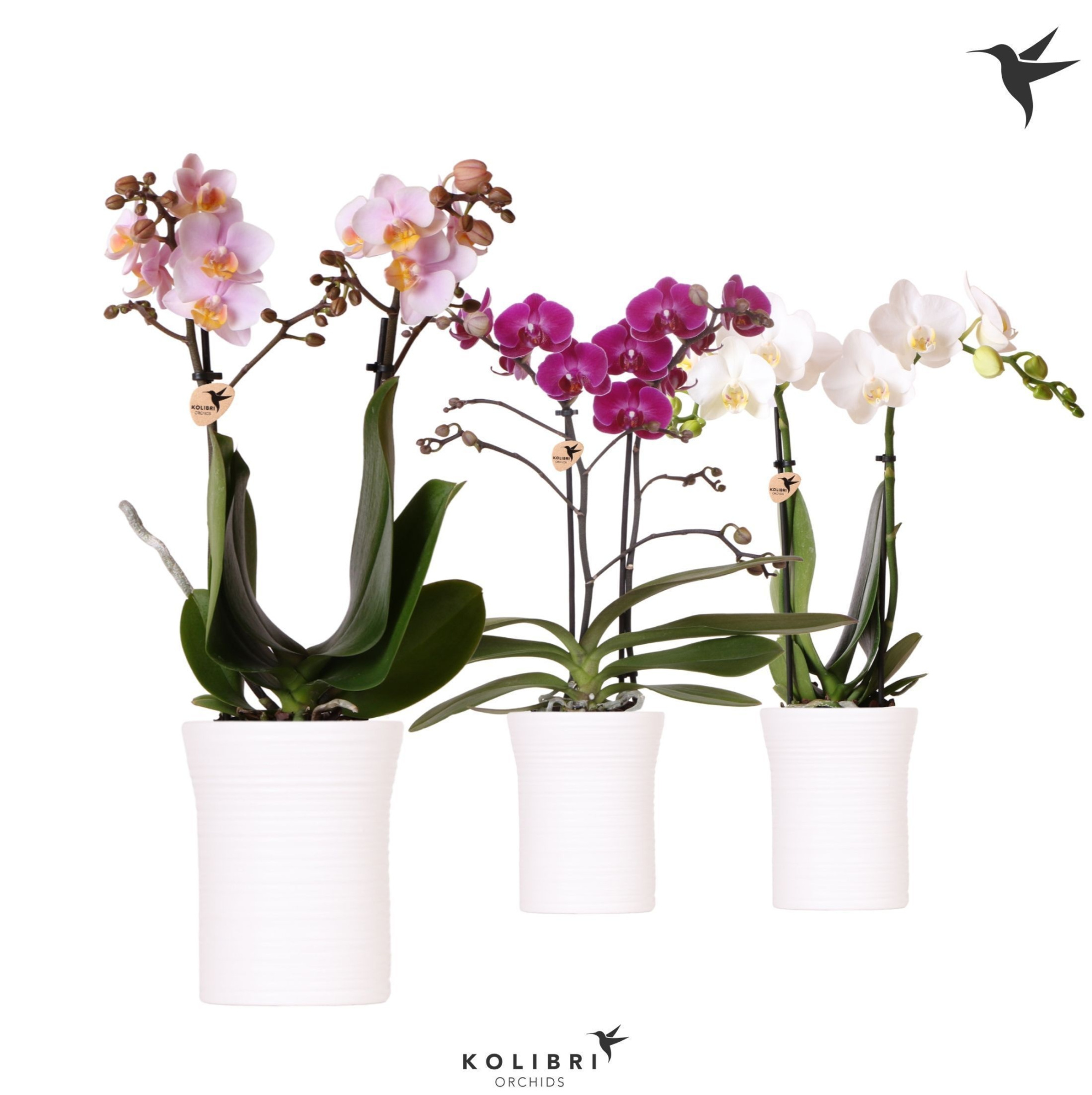 Kolibri Orchids Phalaenopsis mix 2 spike in Furrow pot white, D 9