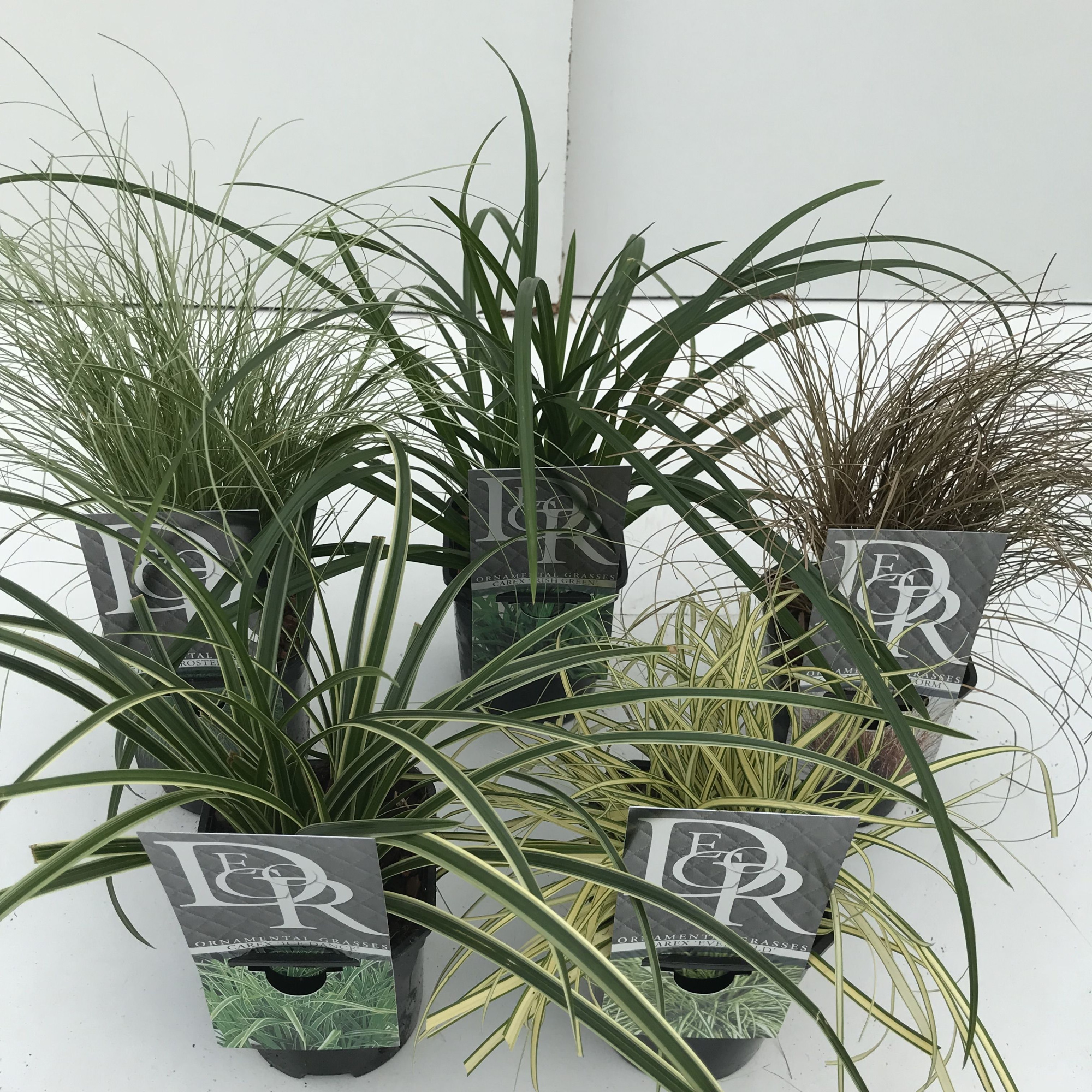 Carex mix, D 13