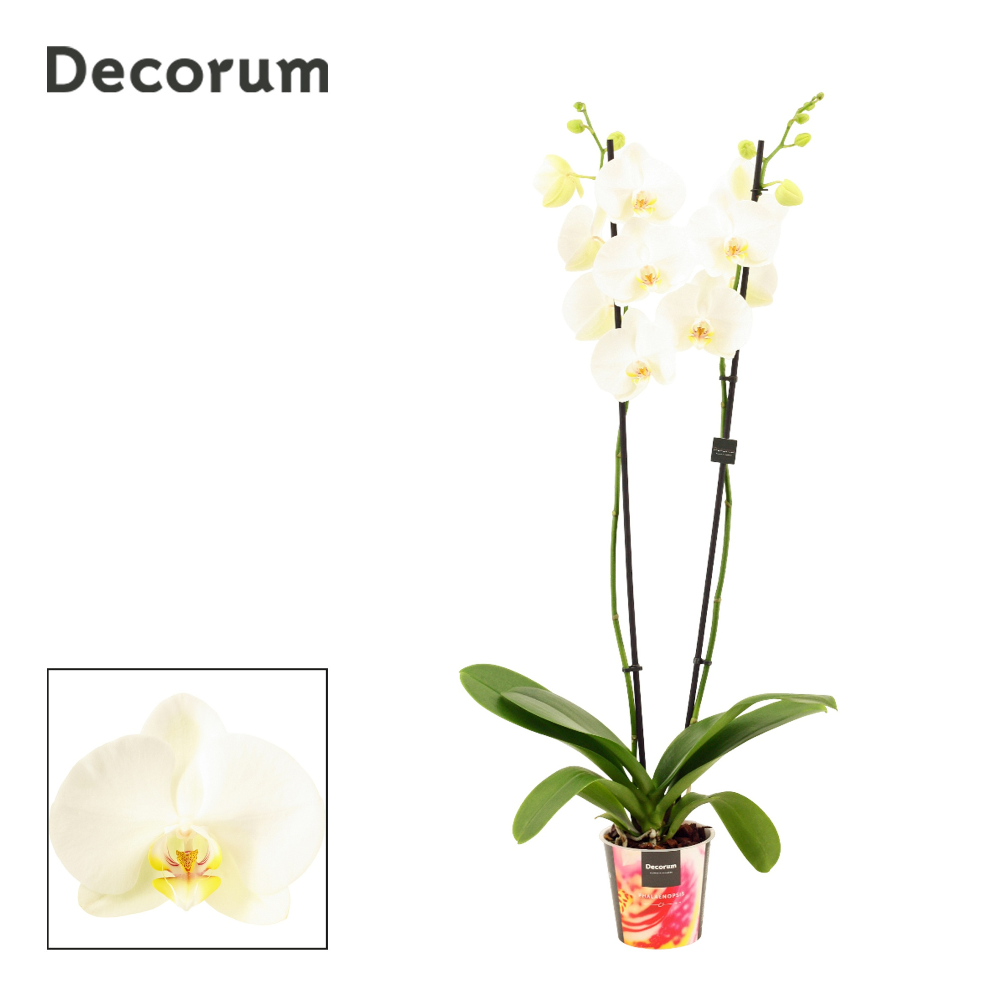 Phalaenopsis 2 tak 18+ wit lang (Decorum), D 12