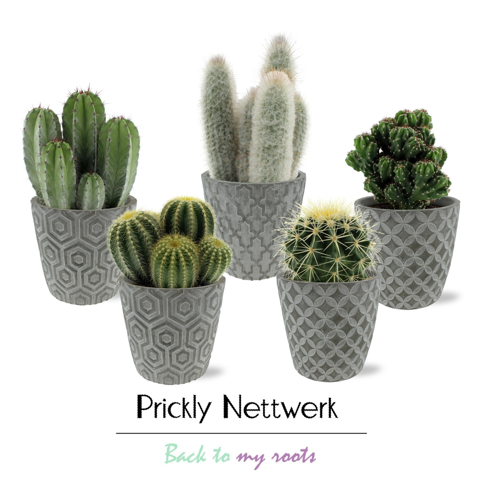 Cactus 12 cm in betonnen Geometric pot, D 13