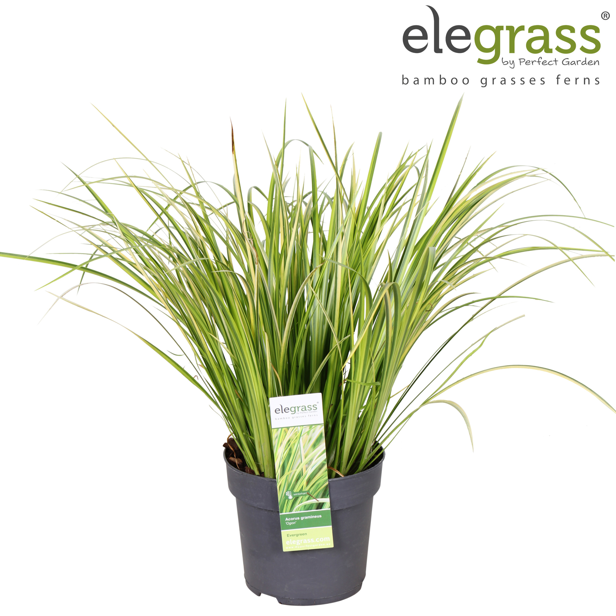 Acorus gramineus 'Ogon' P14, D 14