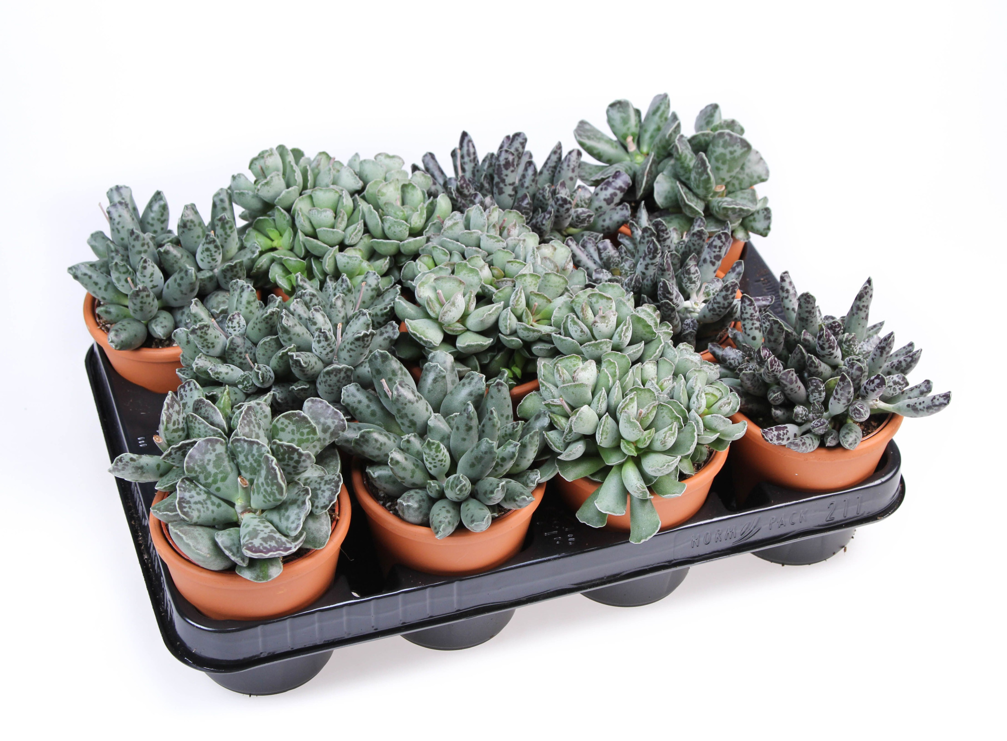 Adromischus mix in Rozenpot, D 8,5