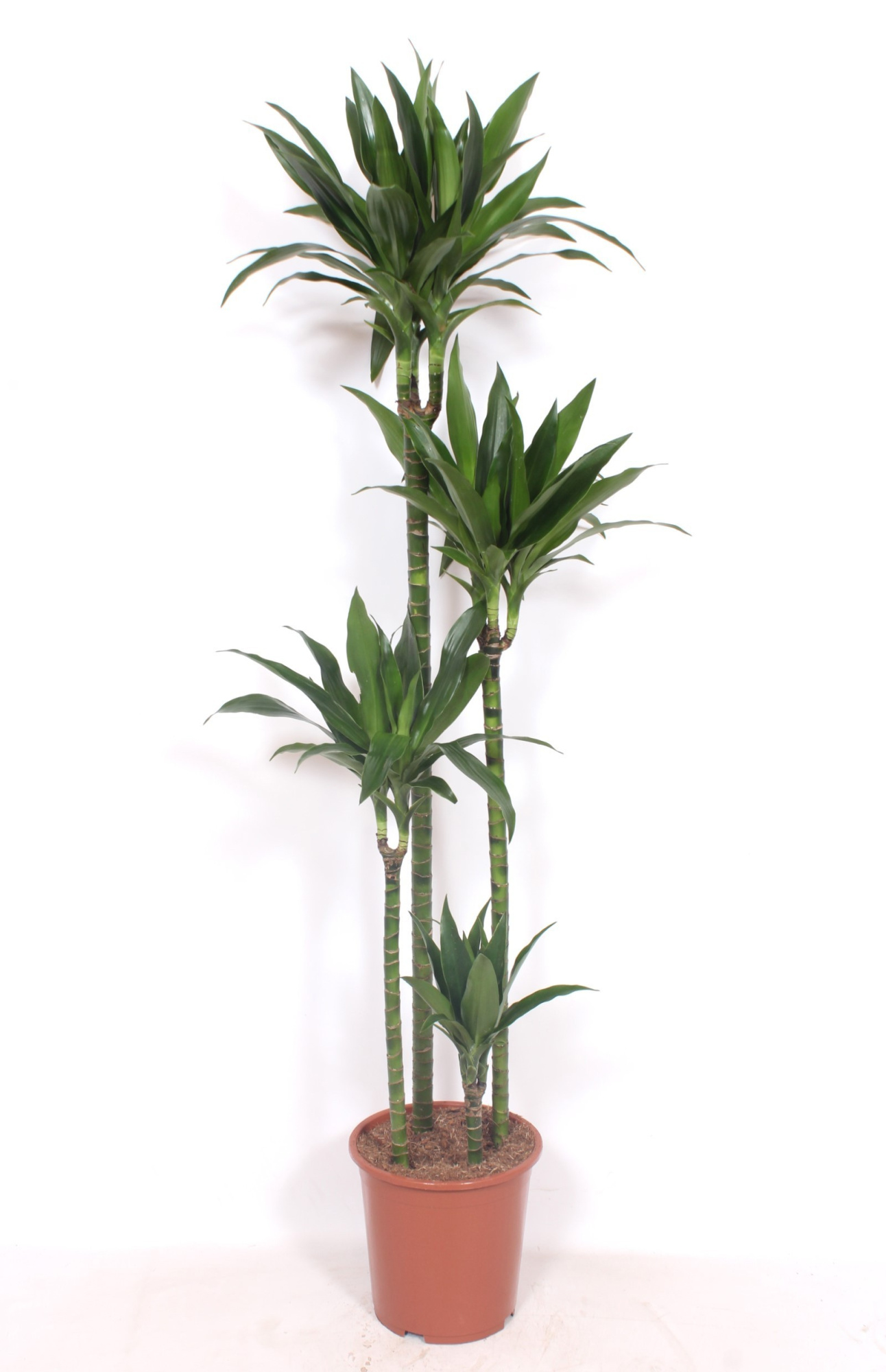 Dracaena Janet Craig 120-90-60-30, D 27