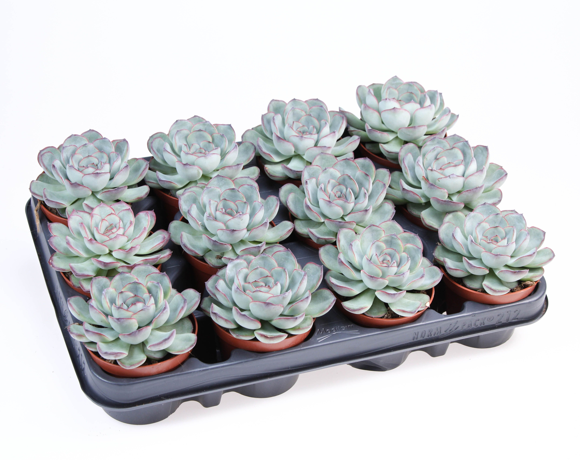 Echeveria pelucida, D 8,5