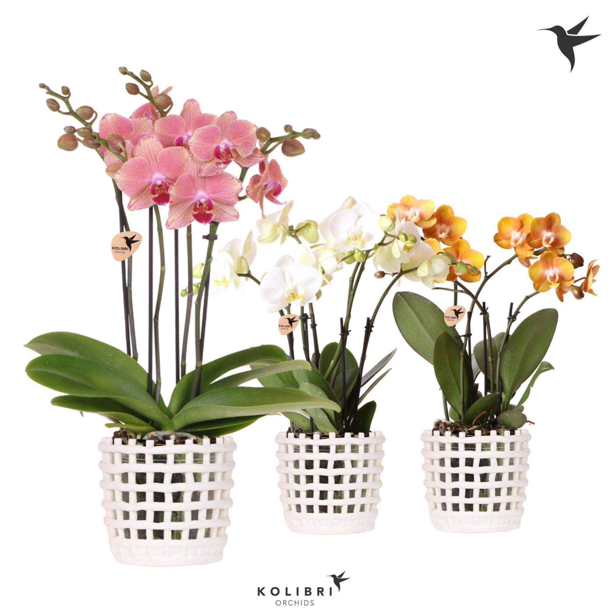 Kolibri Orchids Phalaenopsis Jewel mix 4 spike in Mesh pot white, D 12