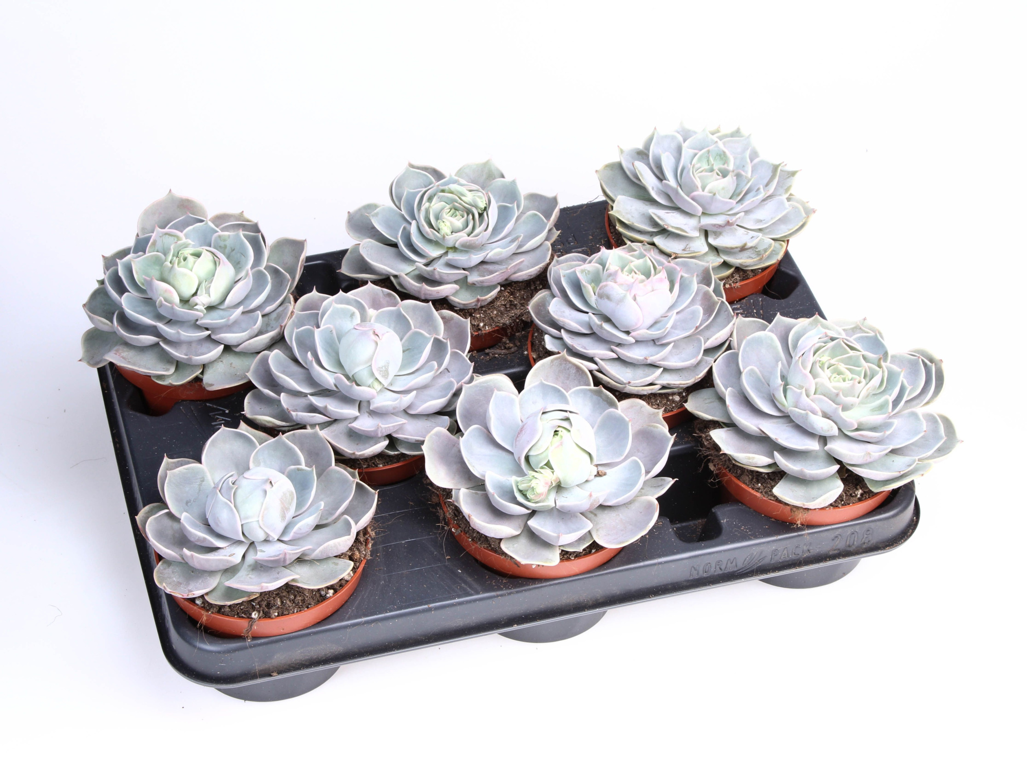 Echeveria Lotus, D 10,5