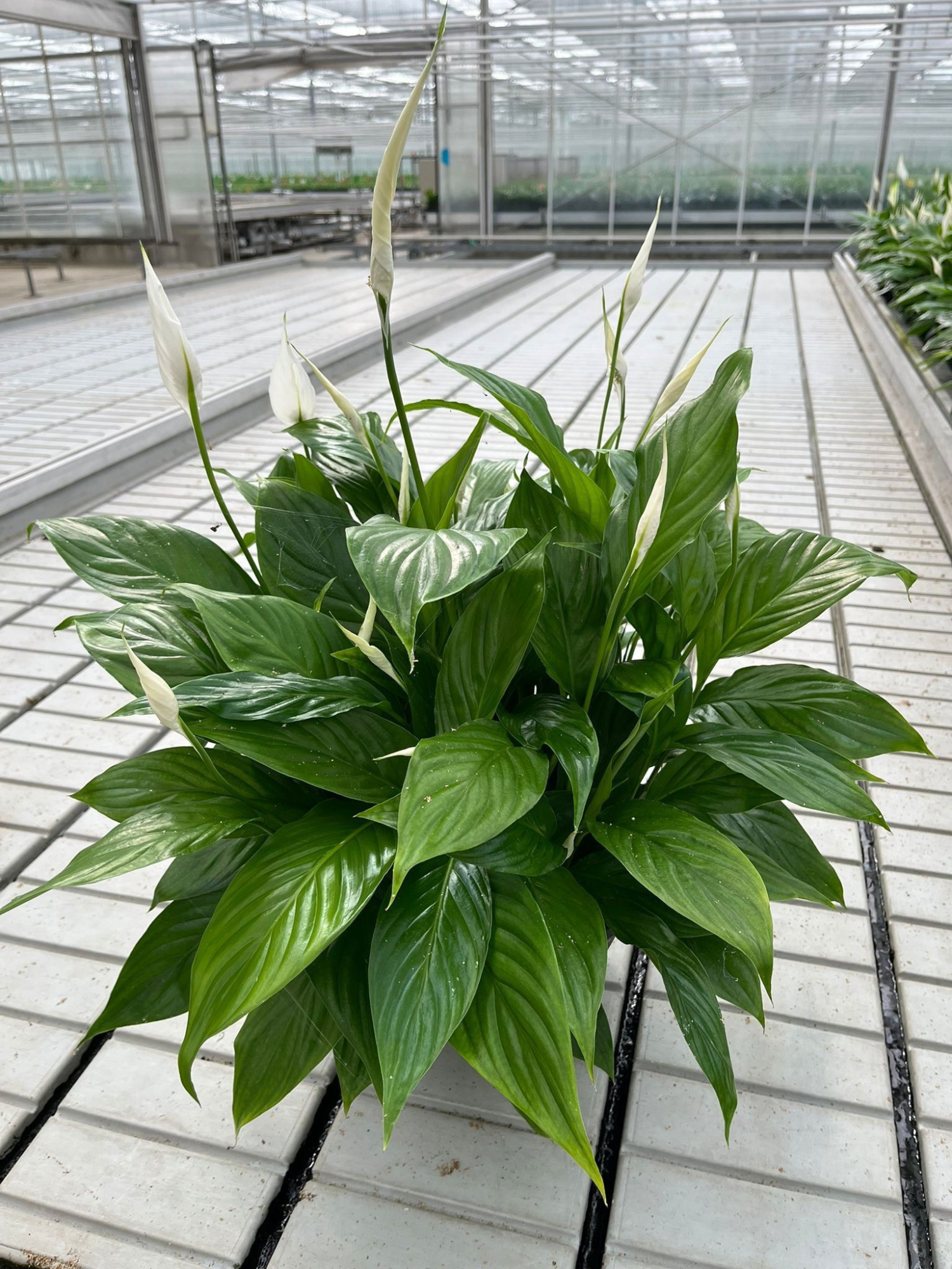 Spathiphyllum 27 cm Mozart Schaal - Blanco hoes 60 cm, D 27