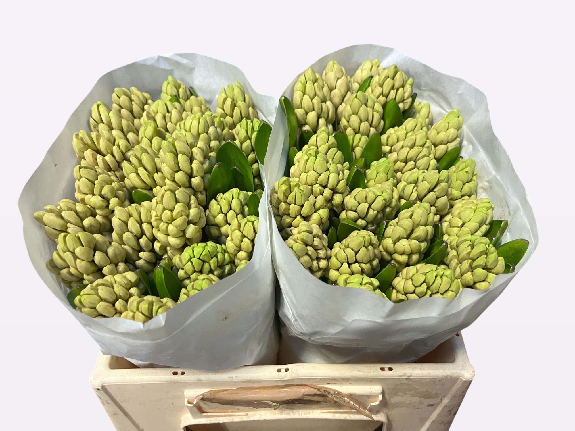 Гиацинт Чайна Пинк, шт.