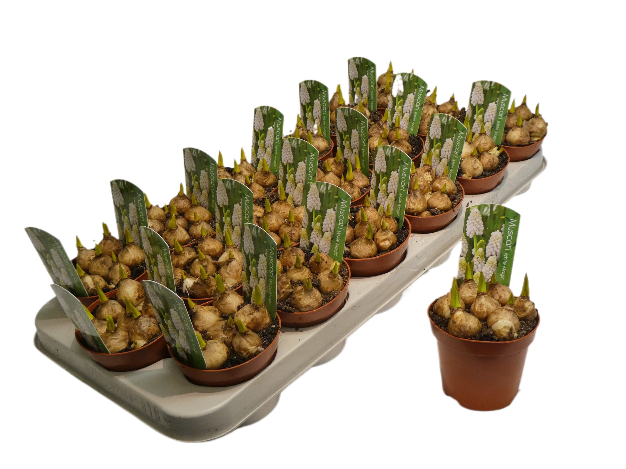 Muscari 'White Magic', D 9