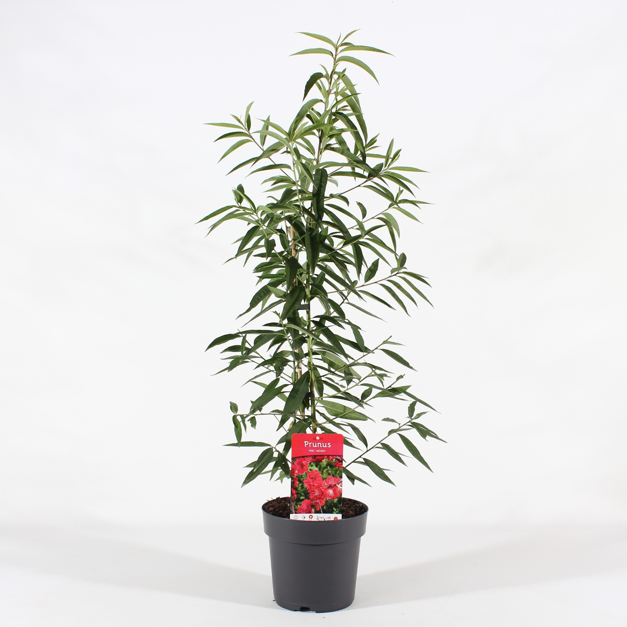 Prunus pers. 'Melred' P21/C4.6, D 21
