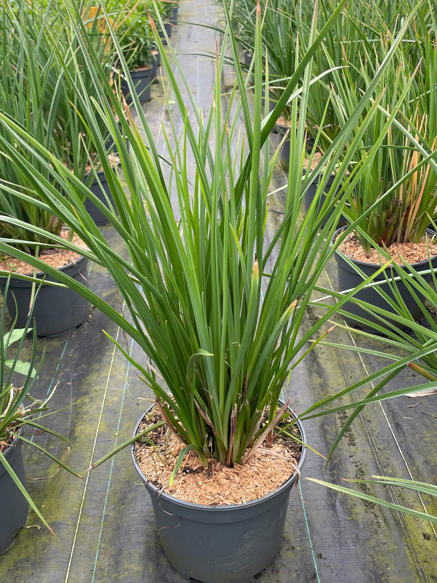 Kniphofia uva. Flamenco, D 23