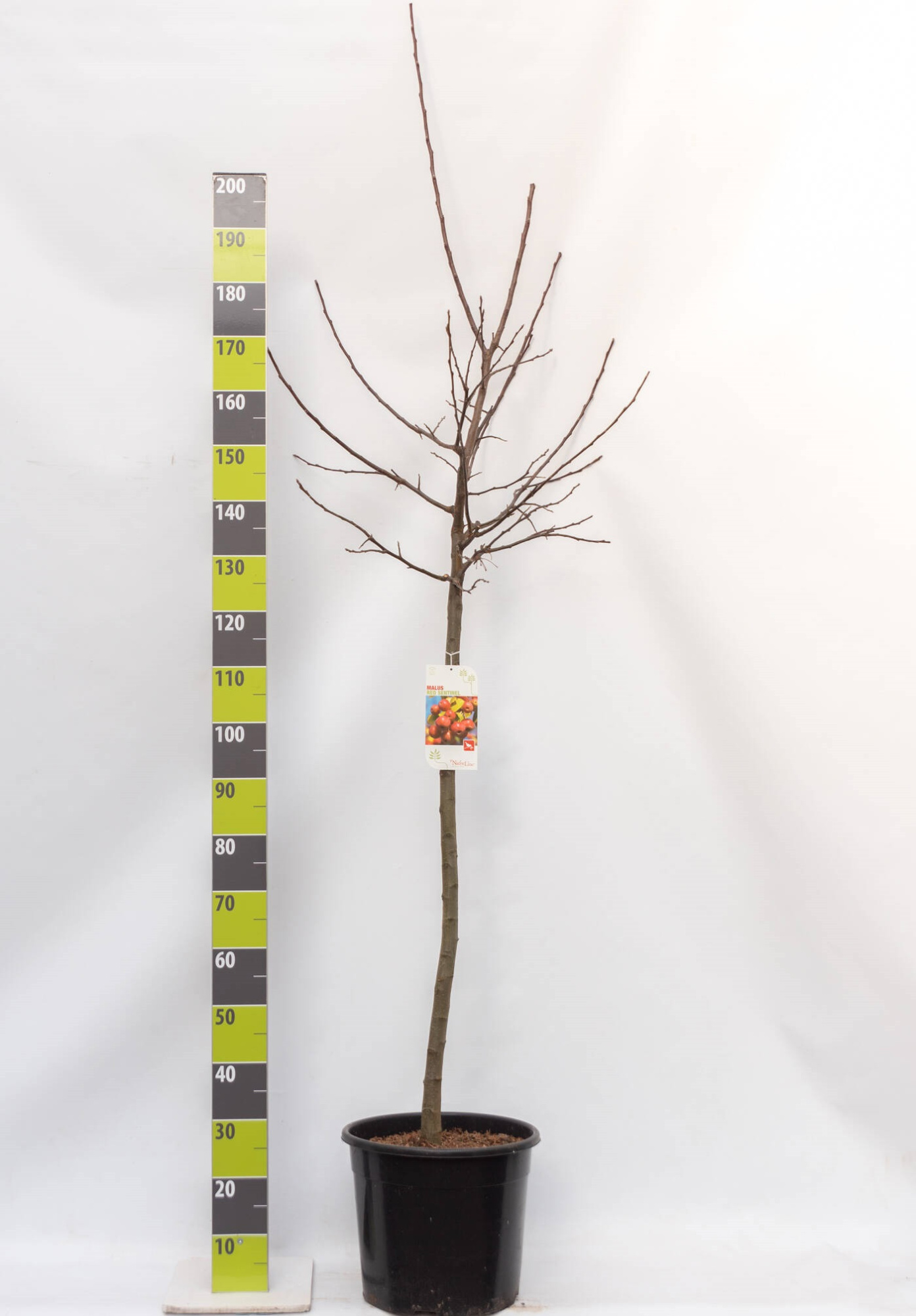 Malus 'Red Sentinel' C 20 120 ha, D 30